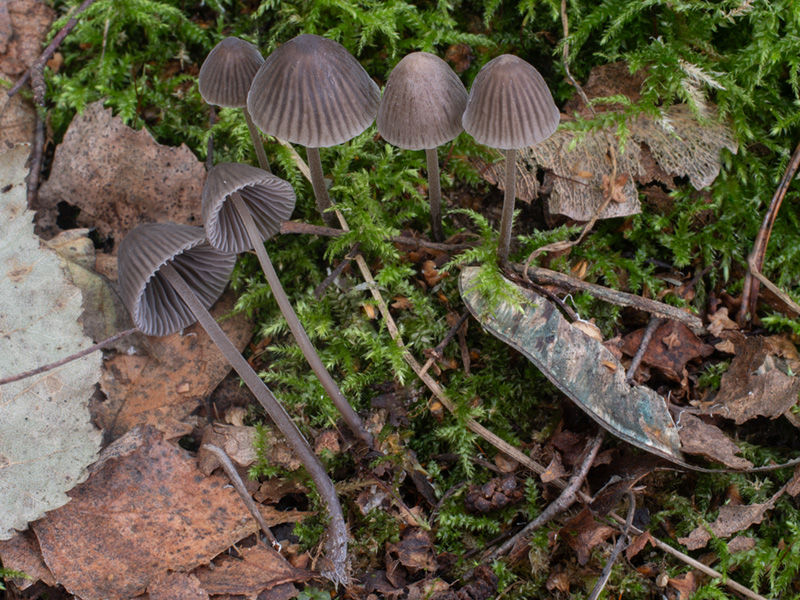 Mycena leptocephala